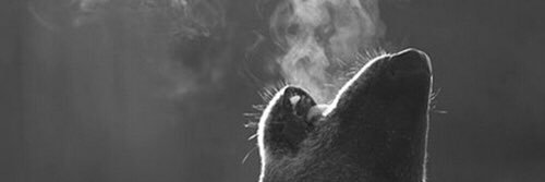silvimeh's profile banner image
