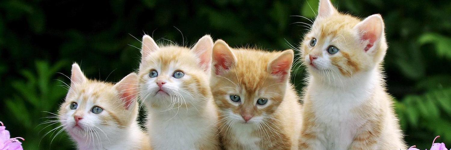 Toraman Kedi (ToramanKedi) Twitter