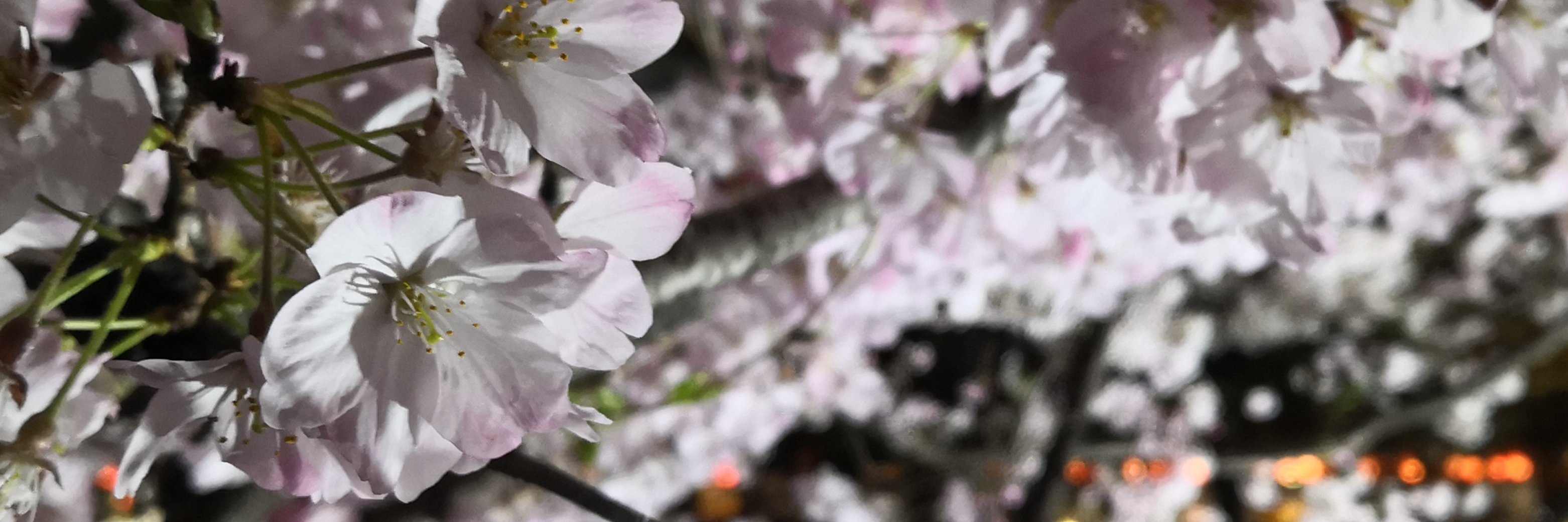 ___ShuM's profile banner image