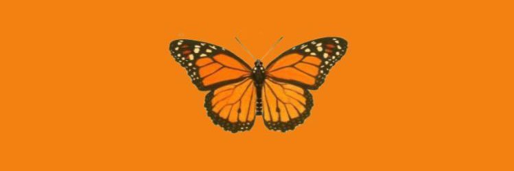 AviyaDay's profile banner image