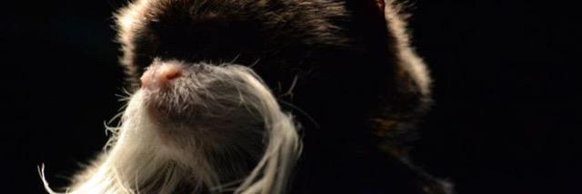 PrimateEarth's profile banner image