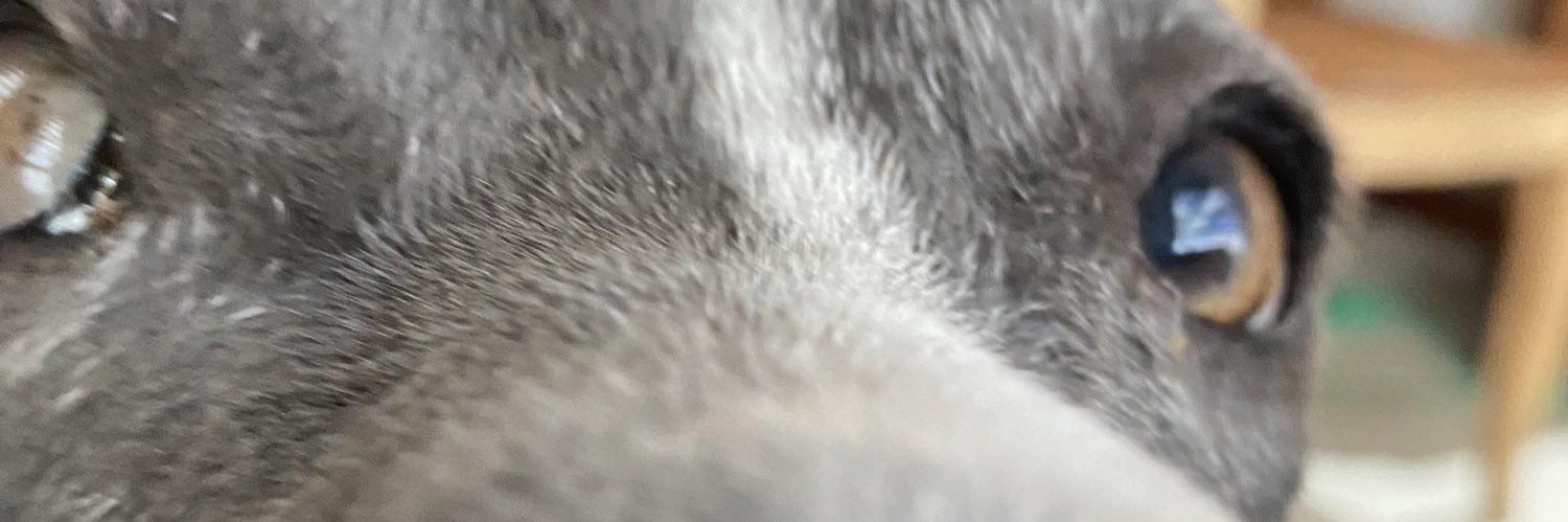 SharonChaparrro's profile banner image