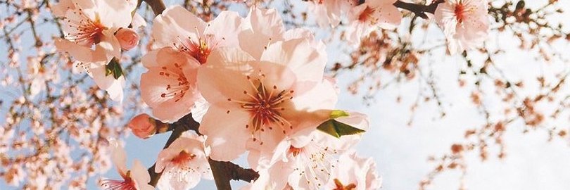 Daniela_Chow's profile banner image
