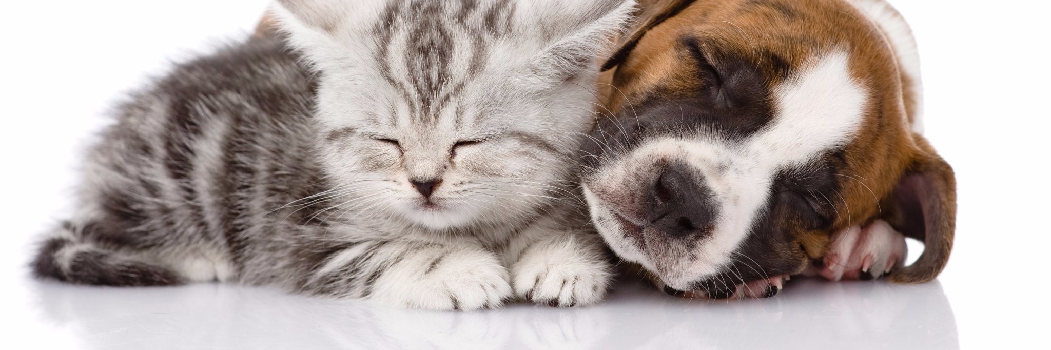 projectpawscan's profile banner image
