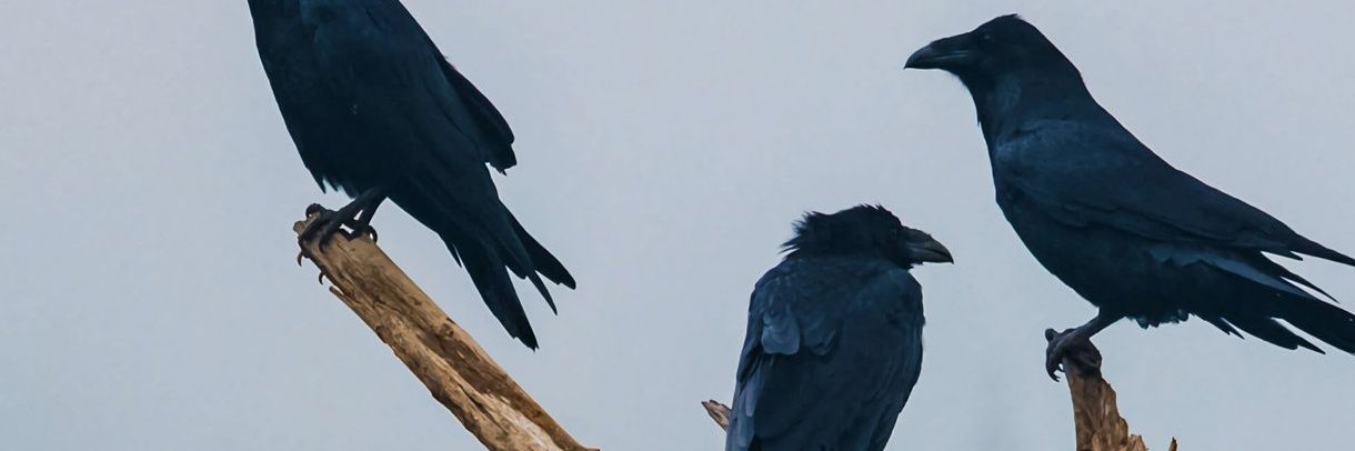 allansystem7's profile banner image