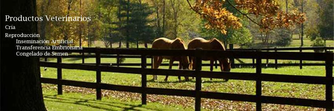 EquiVet_ARG's profile banner image