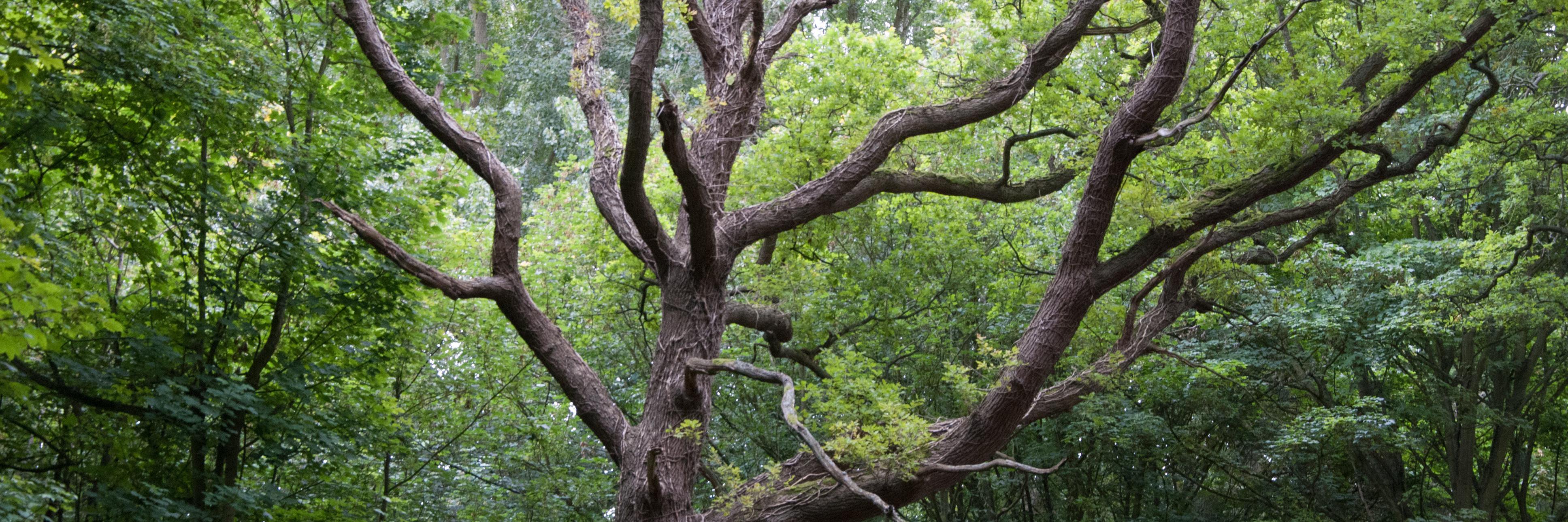 Lesley De Cruz banner