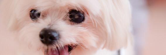 ChanelADogStory's profile banner image