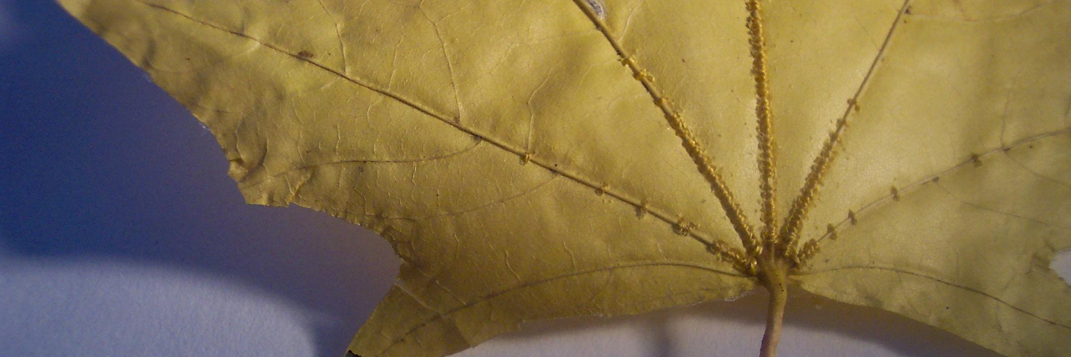 wordbird_'s profile banner image