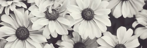 GuzmanSuazoo's profile banner image