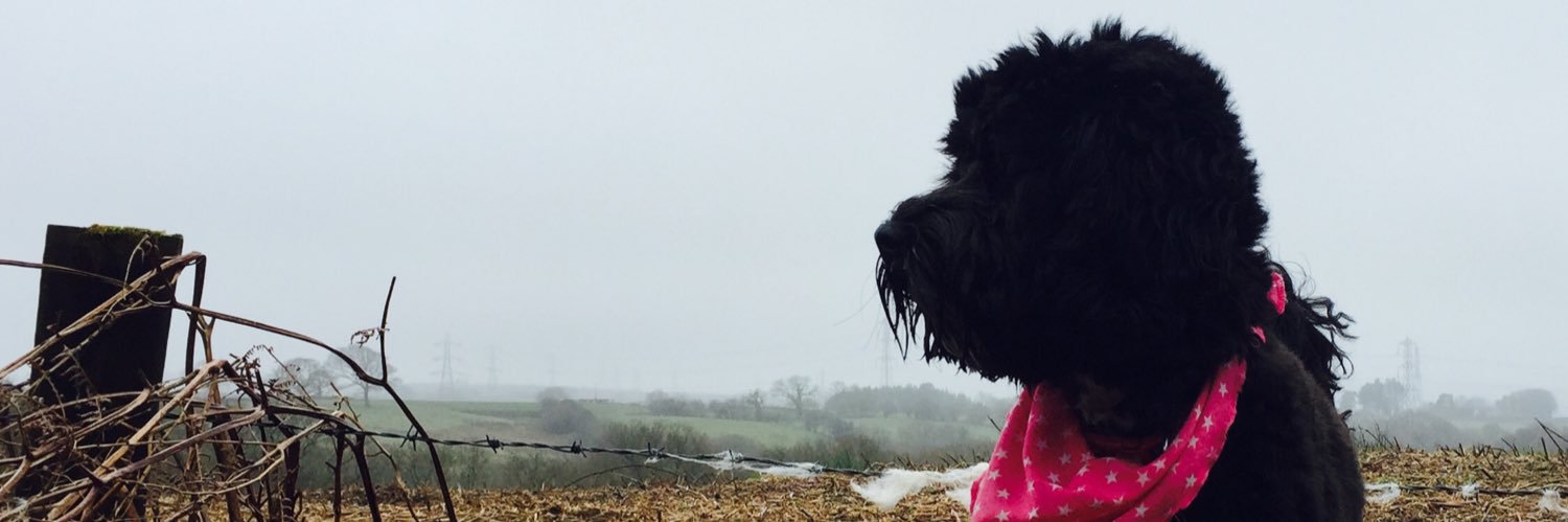 Paul Collingridge banner