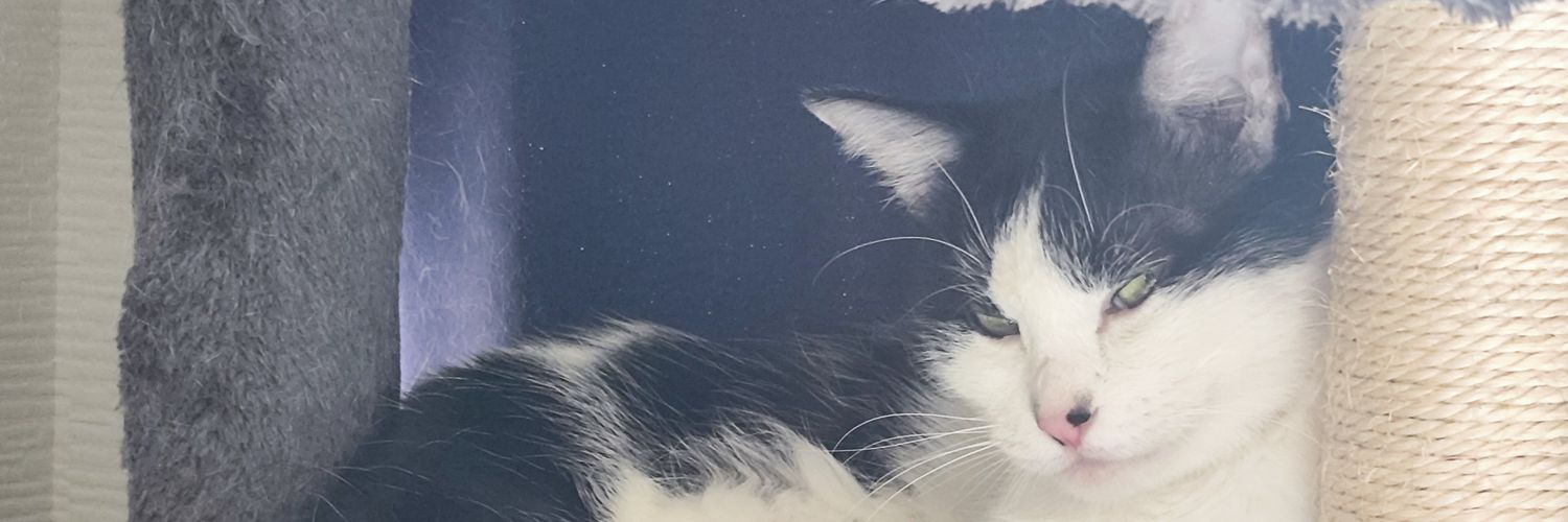 VVd1u's profile banner image
