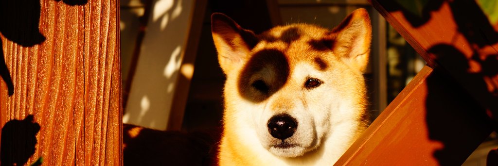 E_O_Capybara's profile banner image