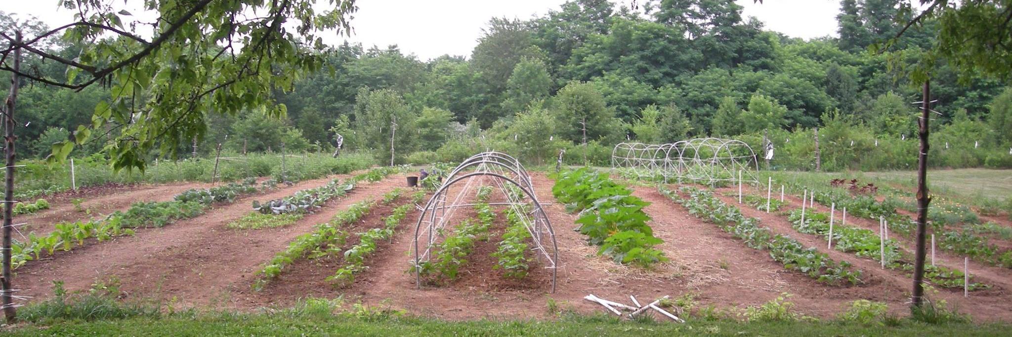 SwanberryFarm's profile banner image