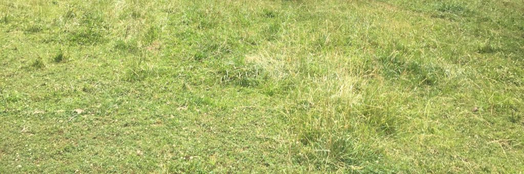 greenpastur6's profile banner image