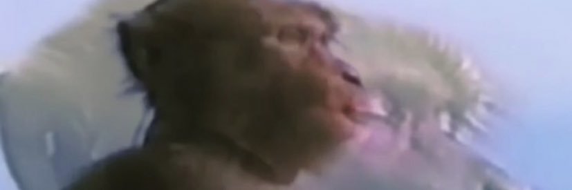 midnlghtsnack's profile banner image