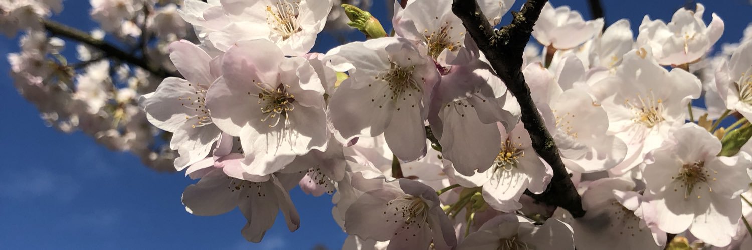 jenimeowo's profile banner image
