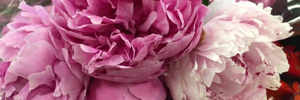 finchnwren Profile Banner