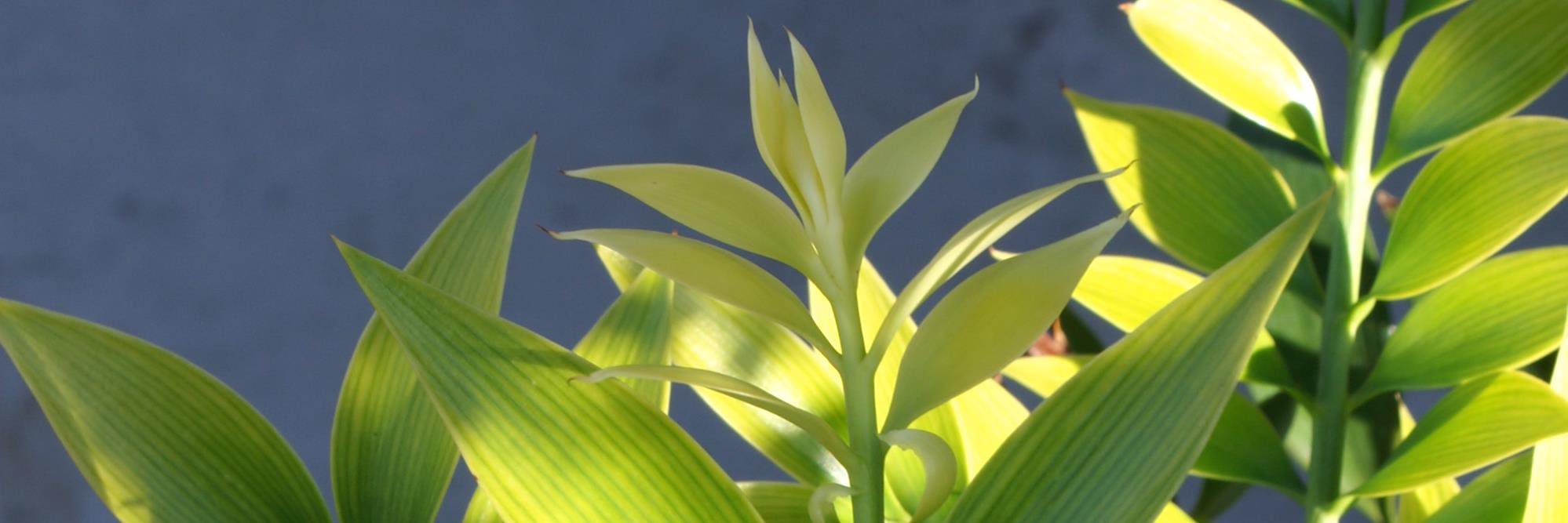 seritonagi's profile banner image