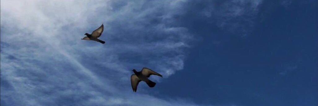 asom_85's profile banner image