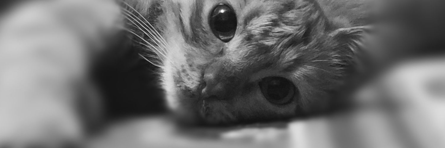 ranahosney2014's profile banner image