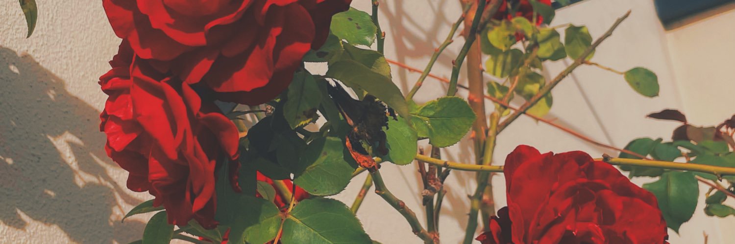 sofi_pultro's profile banner image