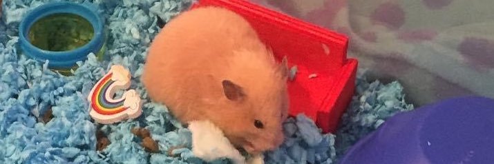 hamsterchurch's profile banner image