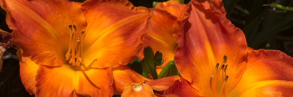 lauracastaneda Profile Banner