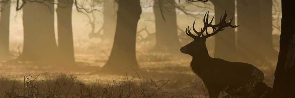 Innvertigo's profile banner image