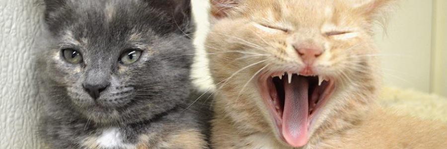kitkatjp's profile banner image