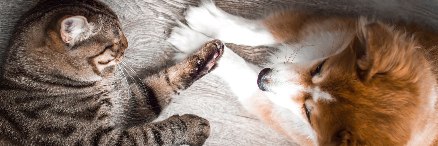 Spay Neuter Network banner