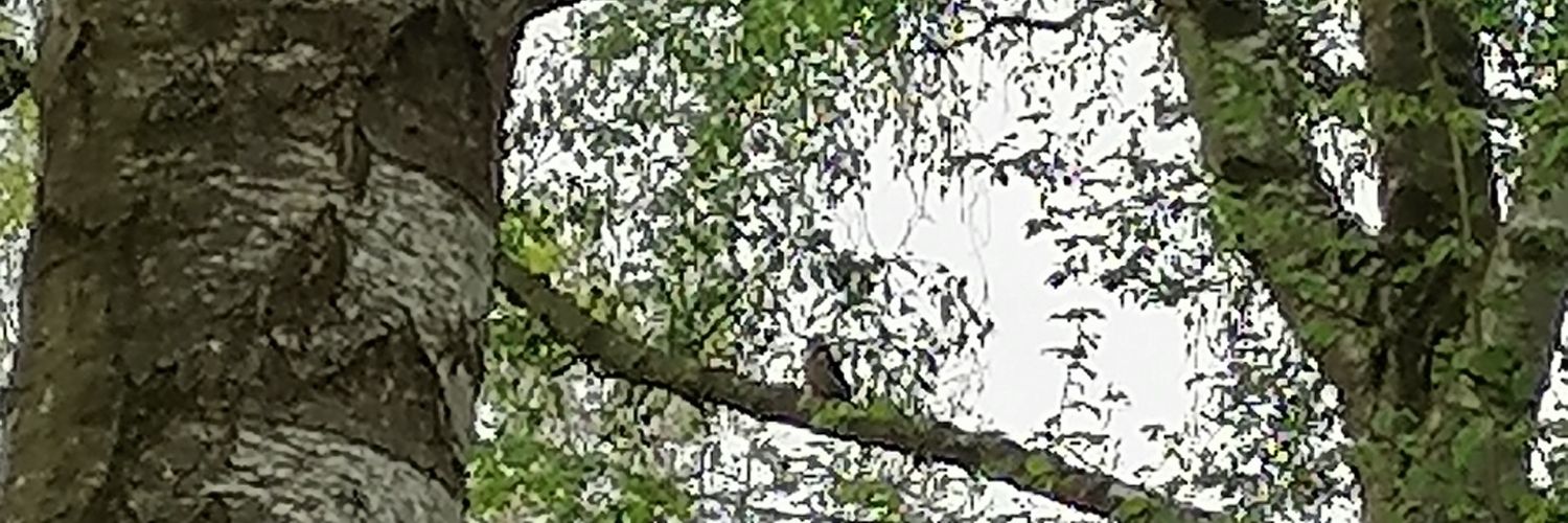 JudgeGrady's profile banner image