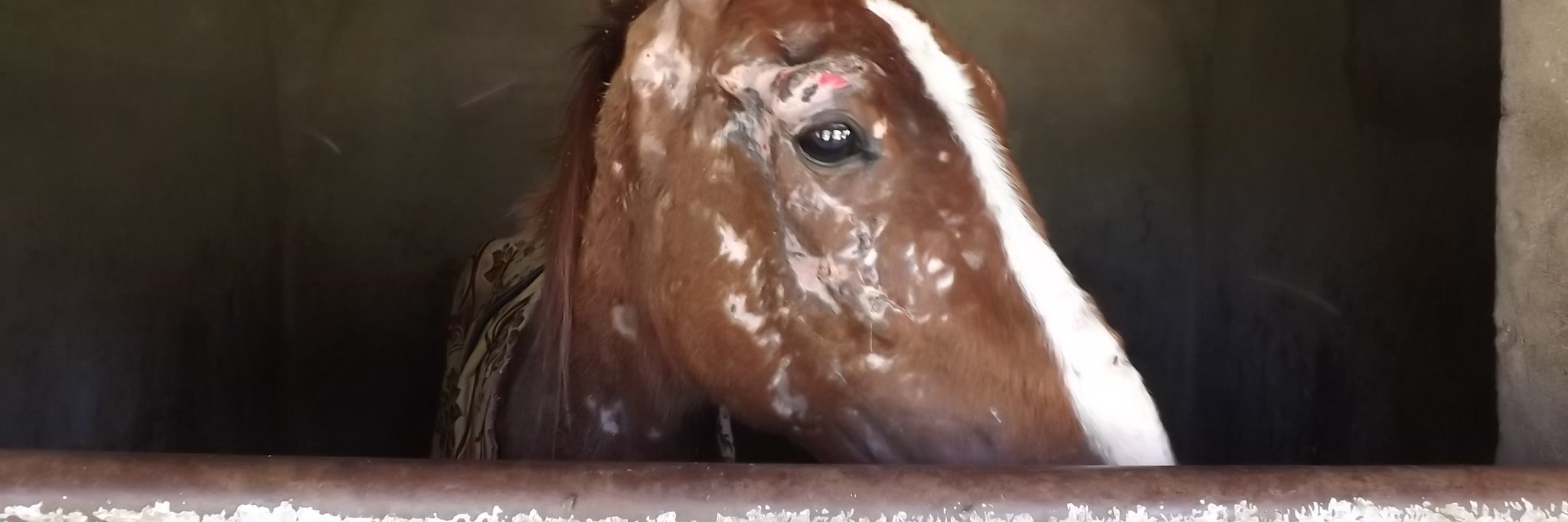 Egypt Equine Aid banner