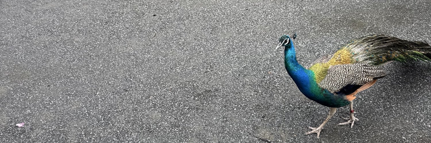 starg1rl20's profile banner image