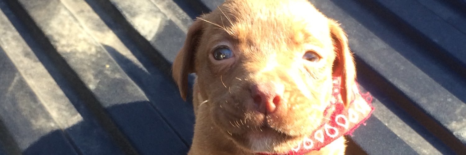 Cam_Barbara's profile banner image