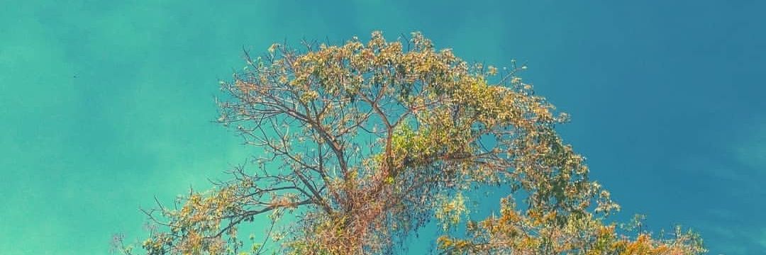 Daillan Rodrigues banner