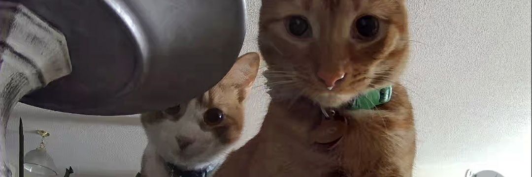 whitney_djd's profile banner image