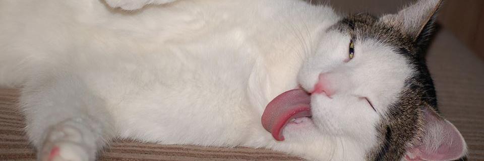 MyCatNinja's profile banner image