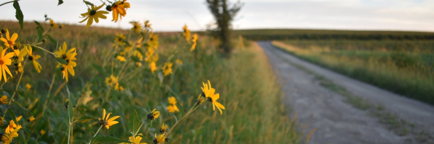 hanahsunshine's profile banner image