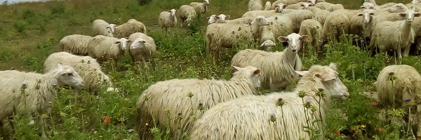 zoseppa Profile Banner