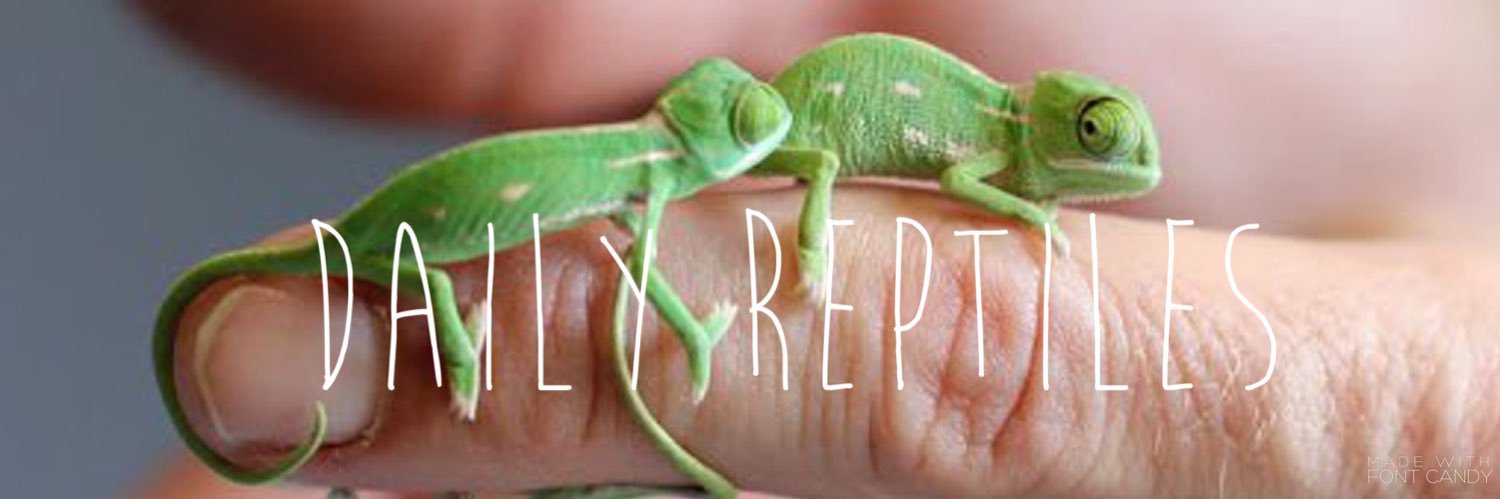 Daily_Reptile's profile banner image