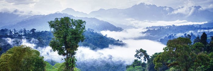pango curry banner
