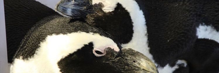 tugtug09's profile banner image