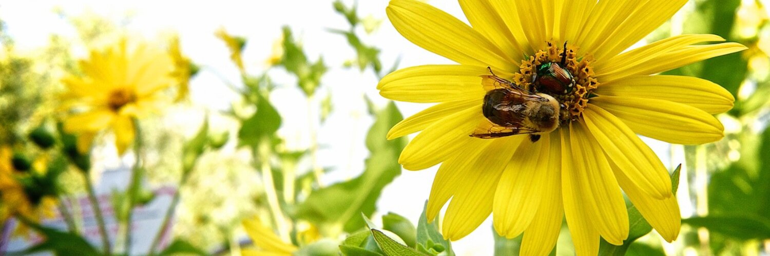 JacquiJR's profile banner image