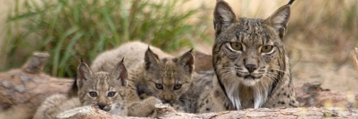 Lynx banner