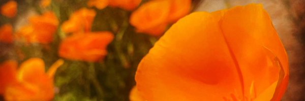 MoniNews Profile Banner