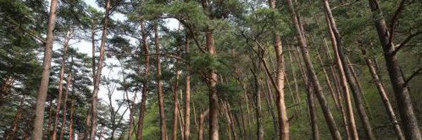 samachuni Profile Banner