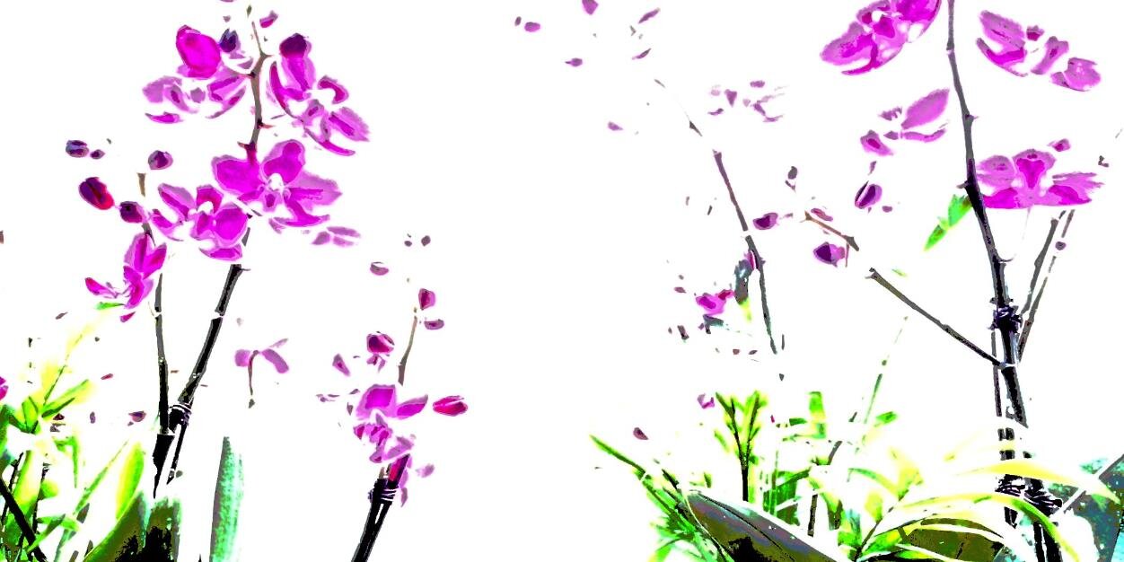 i_corea's profile banner image