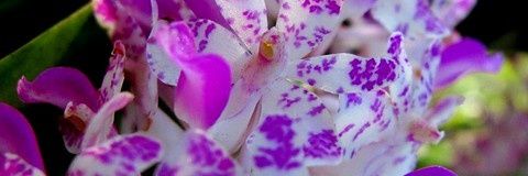 Pujasview's profile banner image