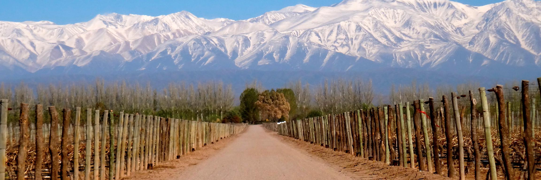 CatenaWines's profile banner image